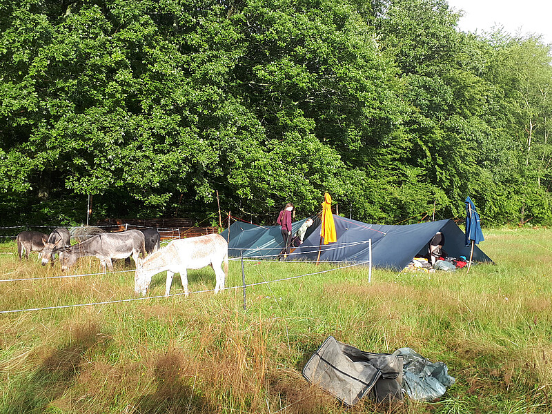 Eseltrekking Sommer