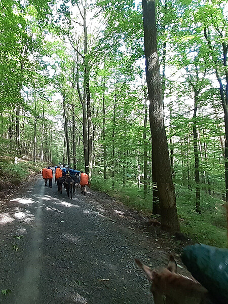 Eseltrekking Sommer