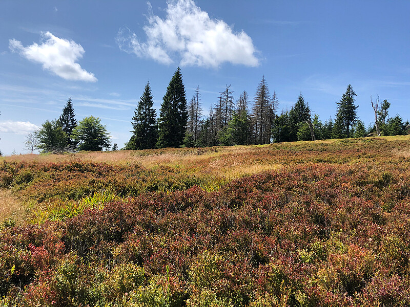 Entlang des Goldsteigs