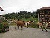 Zeltferien auf dem Bauernhof