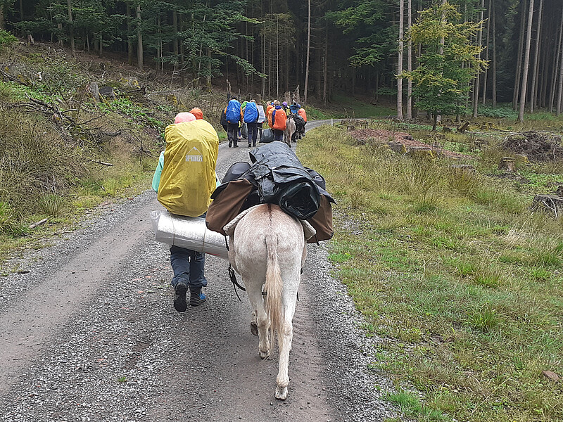 Eseltrekking Sommer