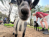 Farmhopping