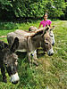 Eseltrekking Pfingsten