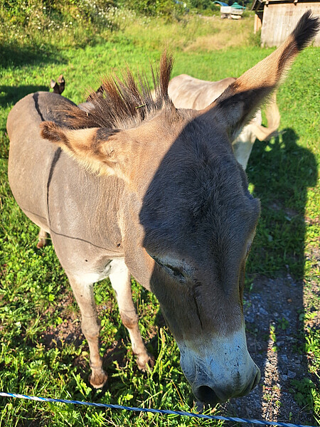 Eselterekking Sommer