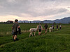 Farmhopping