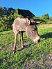 Eselterekking Sommer