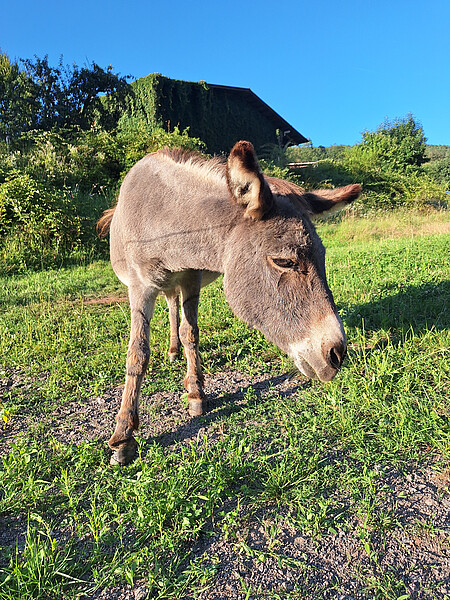 Eselterekking Sommer