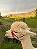 Farmhopping