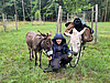 Eseltrekking Sommer