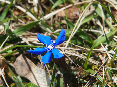 Die ersten Blümchen auf der Alb