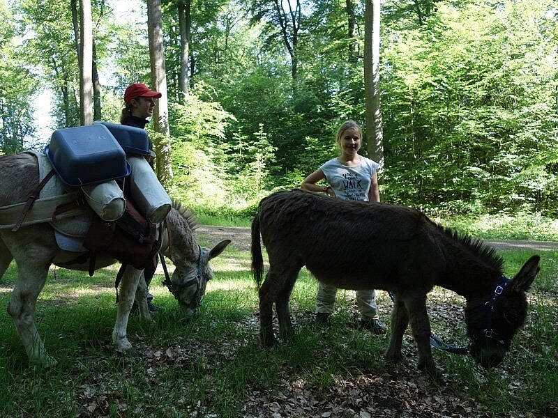 Eseltrekking