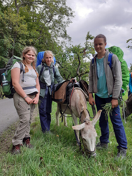 Eseltrekking Sommer